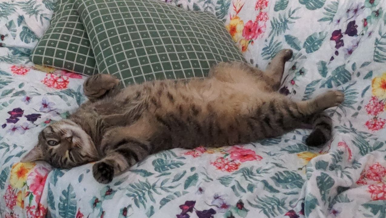 GoFundMe banner for @zelda