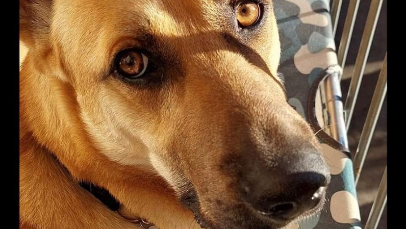 GoFundMe banner for @alvin