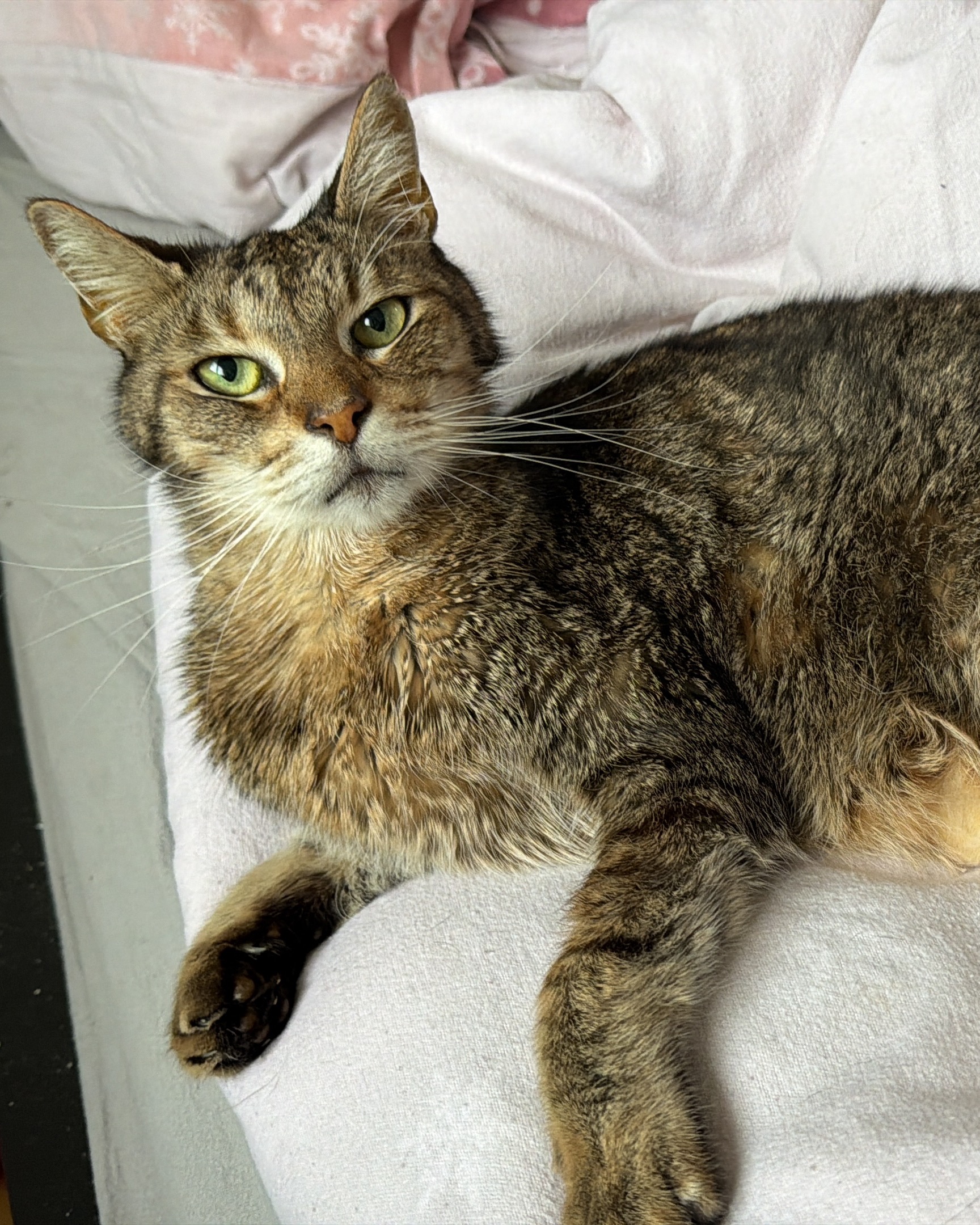 GoFundMe banner for @soka