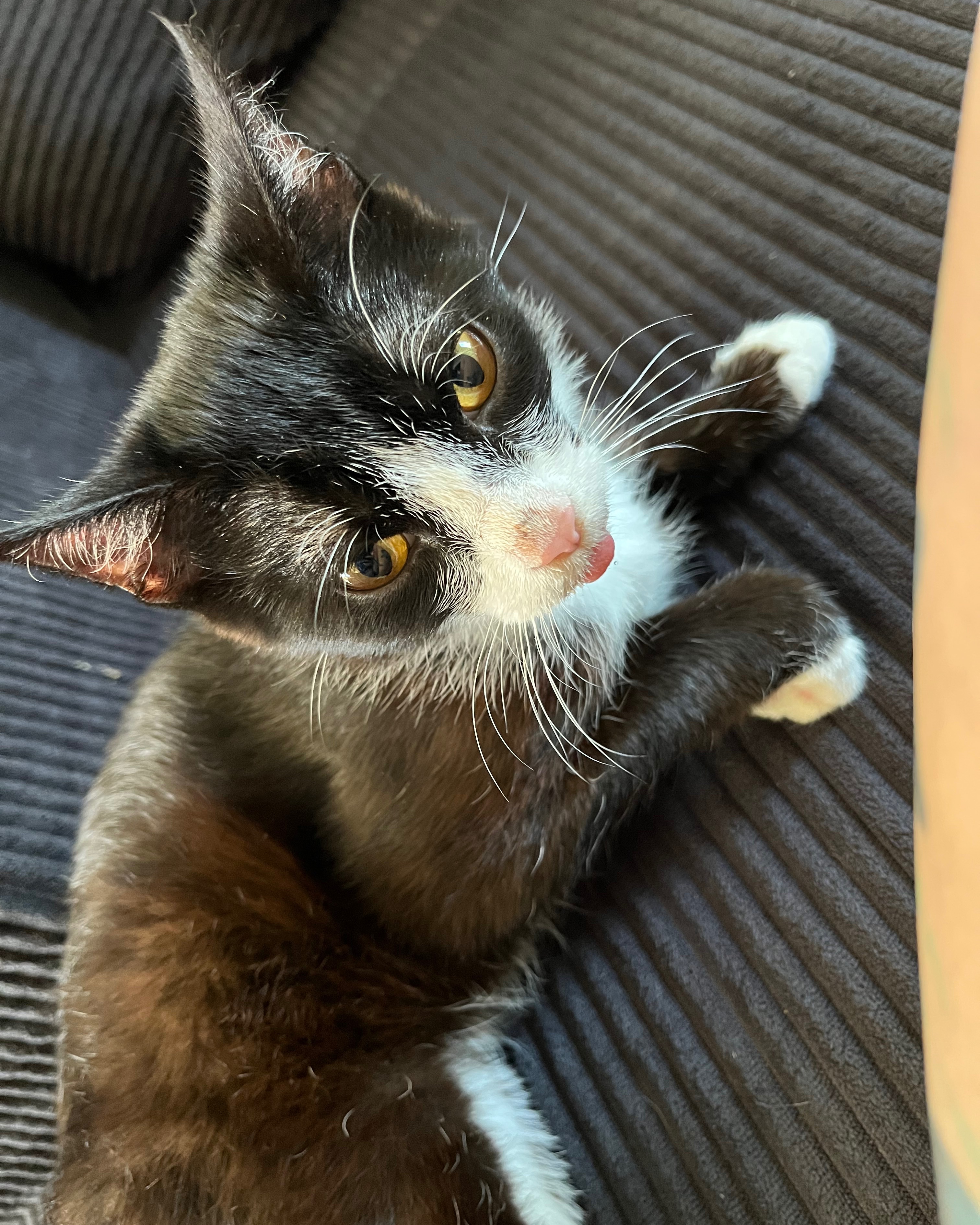 GoFundMe banner for @gizmo