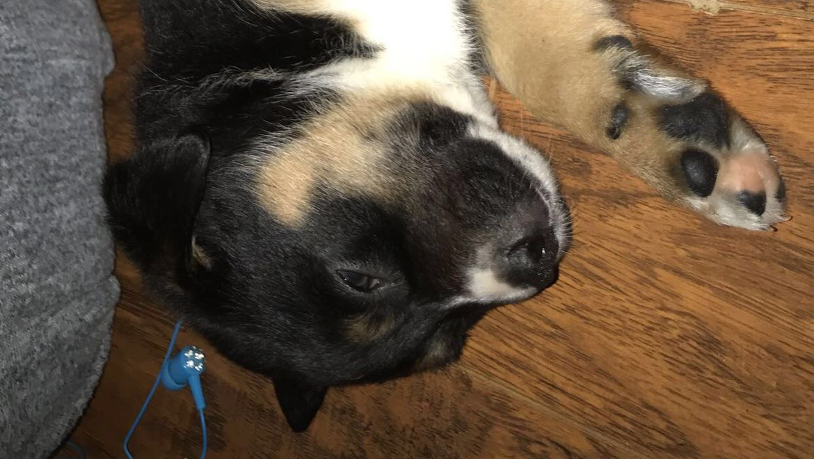 GoFundMe banner for @apollo