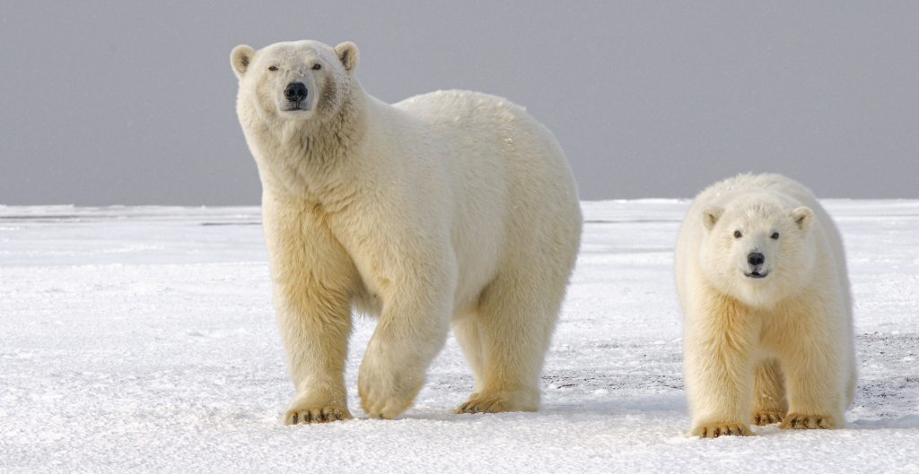 Ways You Can Help Save The Polar Bears Gofundme