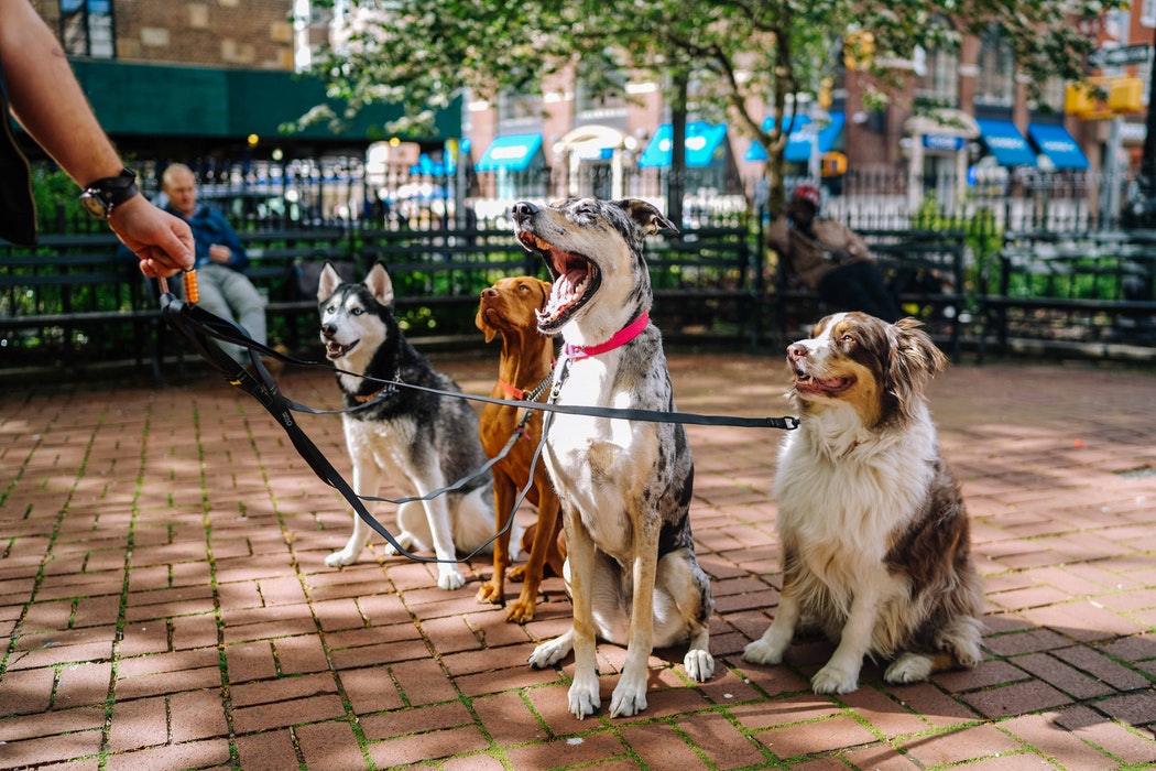 Like to see your pet in space? With your favorite food outlet guiding them to new adventures?