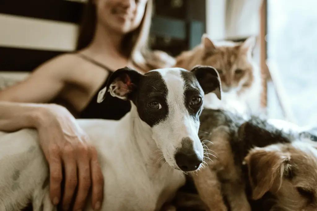 Woman sitting down with two dogs and a cat